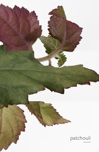 Парфюмерная вода élixir des merveilles (50ml) HERMÈS, арт. 21149H, фото 5