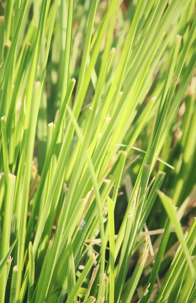 Парфюмерная вода collection vetiver (50ml) RALPH LAUREN, арт. 3605970599522, фото 3