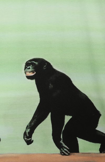 Хлопковая футболка MOSCHINO, арт. HUM057/LAA02/10-14, фото 3