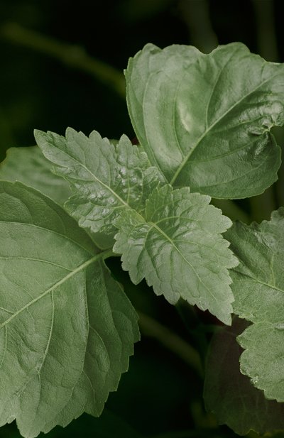 Парфюмерная вода collection magnolia (100ml) RALPH LAUREN, арт. 3605970597160, фото 5