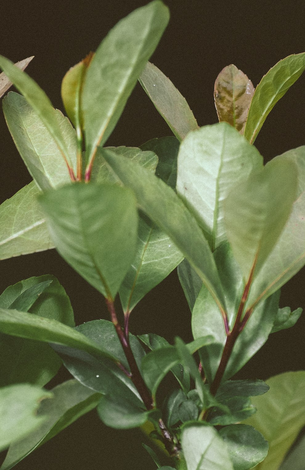 Парфюмерная вода collection white tea (50ml) RALPH LAUREN, арт. 3605970627287, фото 5