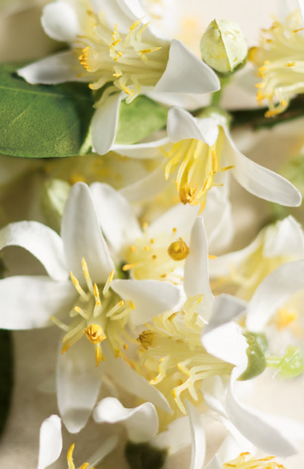 Парфюмерная вода collection orange flower (50ml) RALPH LAUREN, арт. 3605970595920, фото 3