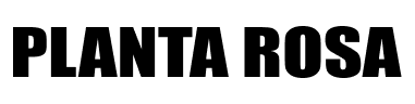Planta Rosa