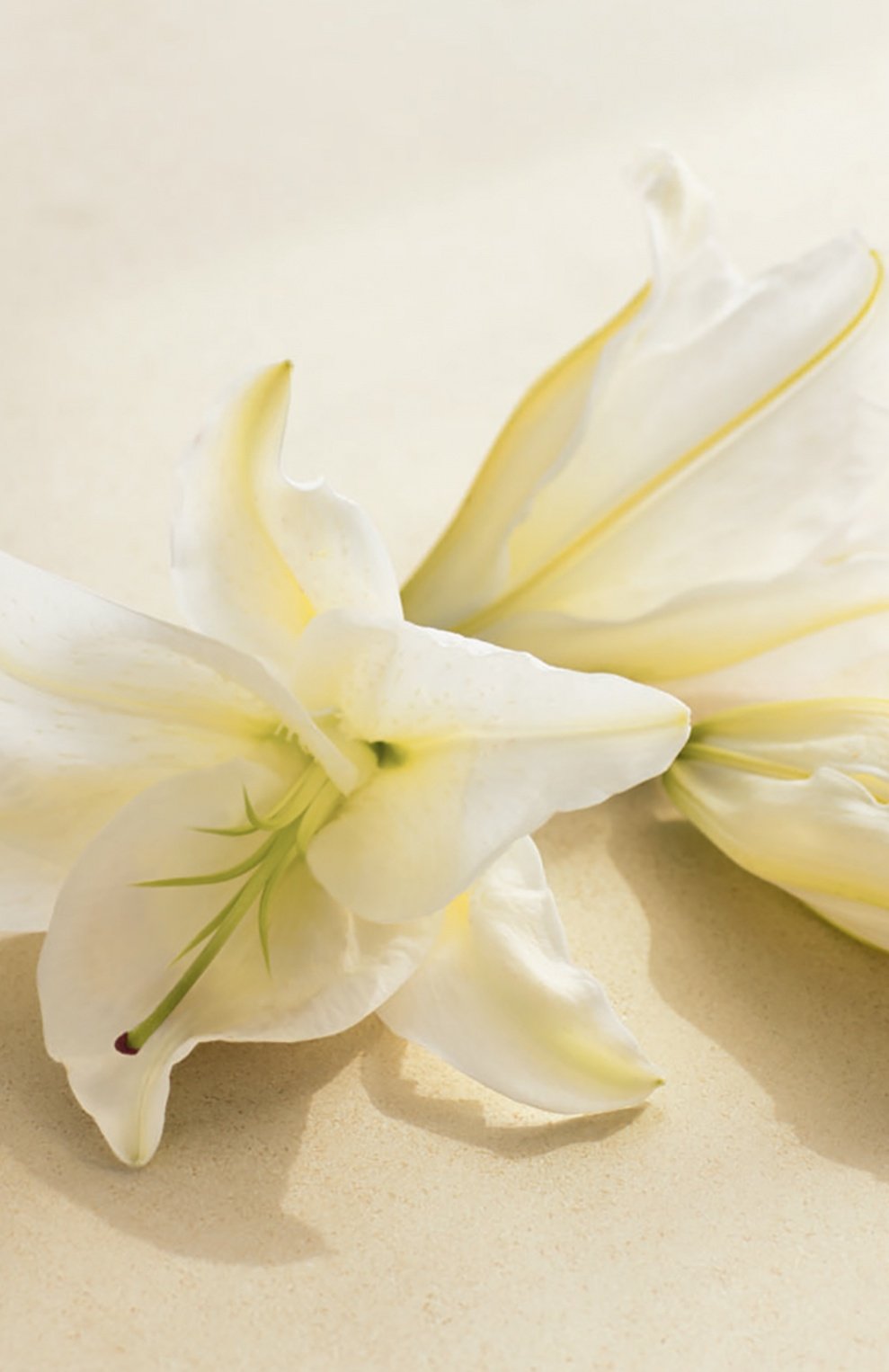 Парфюмерная вода collection white lily (50ml) RALPH LAUREN, арт. 3605970599126, фото 3