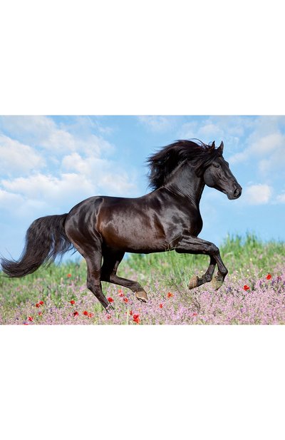 Пазл прекрасная лошадь 200 деталей RAVENSBURGER, арт. 12803, фото 1