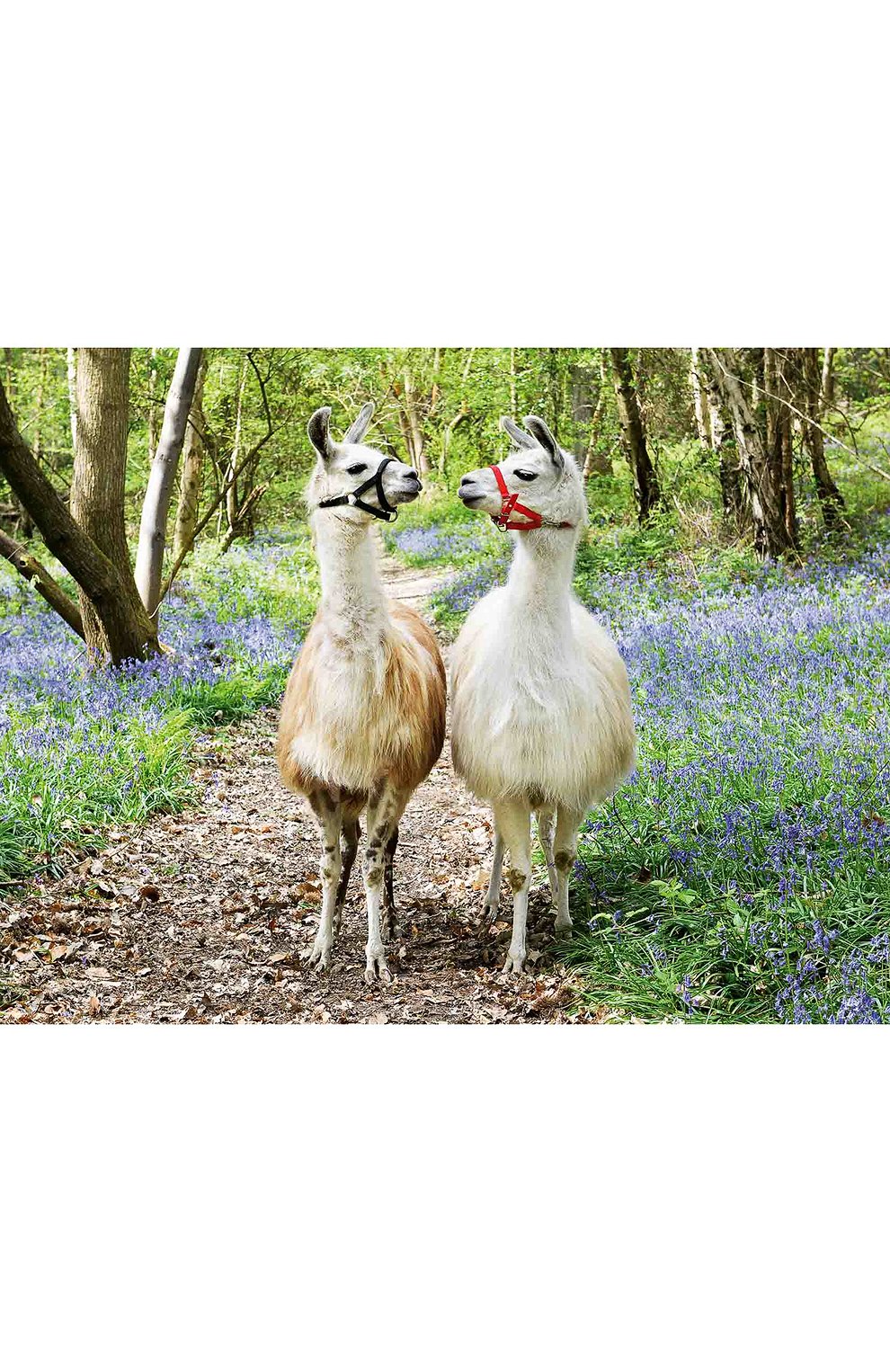 Пазл ламы 100 деталей RAVENSBURGER, арт. 12941, фото 1