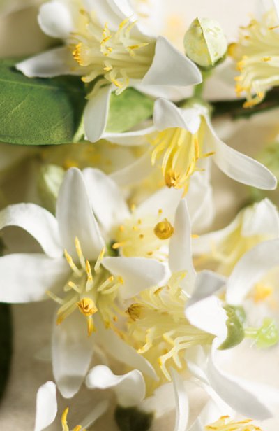 Парфюмерная вода collection orange flower (50ml) RALPH LAUREN, арт. 3605970595920, фото 3