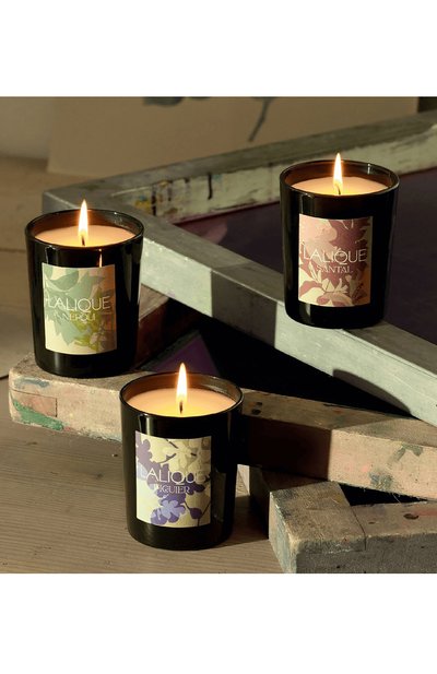 Свеча в стакане figuier amalfi LALIQUE, арт. B40181 ARTIST, фото 3