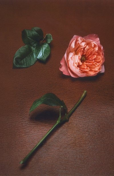 Парфюмерный экстракт rose mosaïque (50ml) ORMAIE, арт. 3770031598285, фото 3