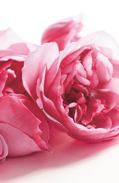 Парфюмерная вода collection rose (100ml) RALPH LAUREN, арт. 3605970597641, фото 3