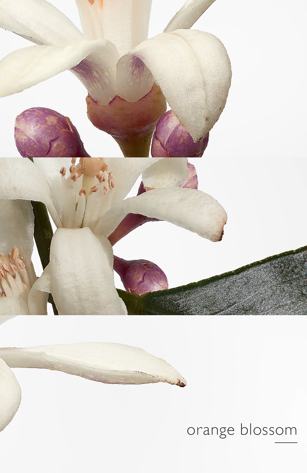 Одеколон eau de narcisse bleu (100ml) HERMÈS, арт. 30570H, фото 6