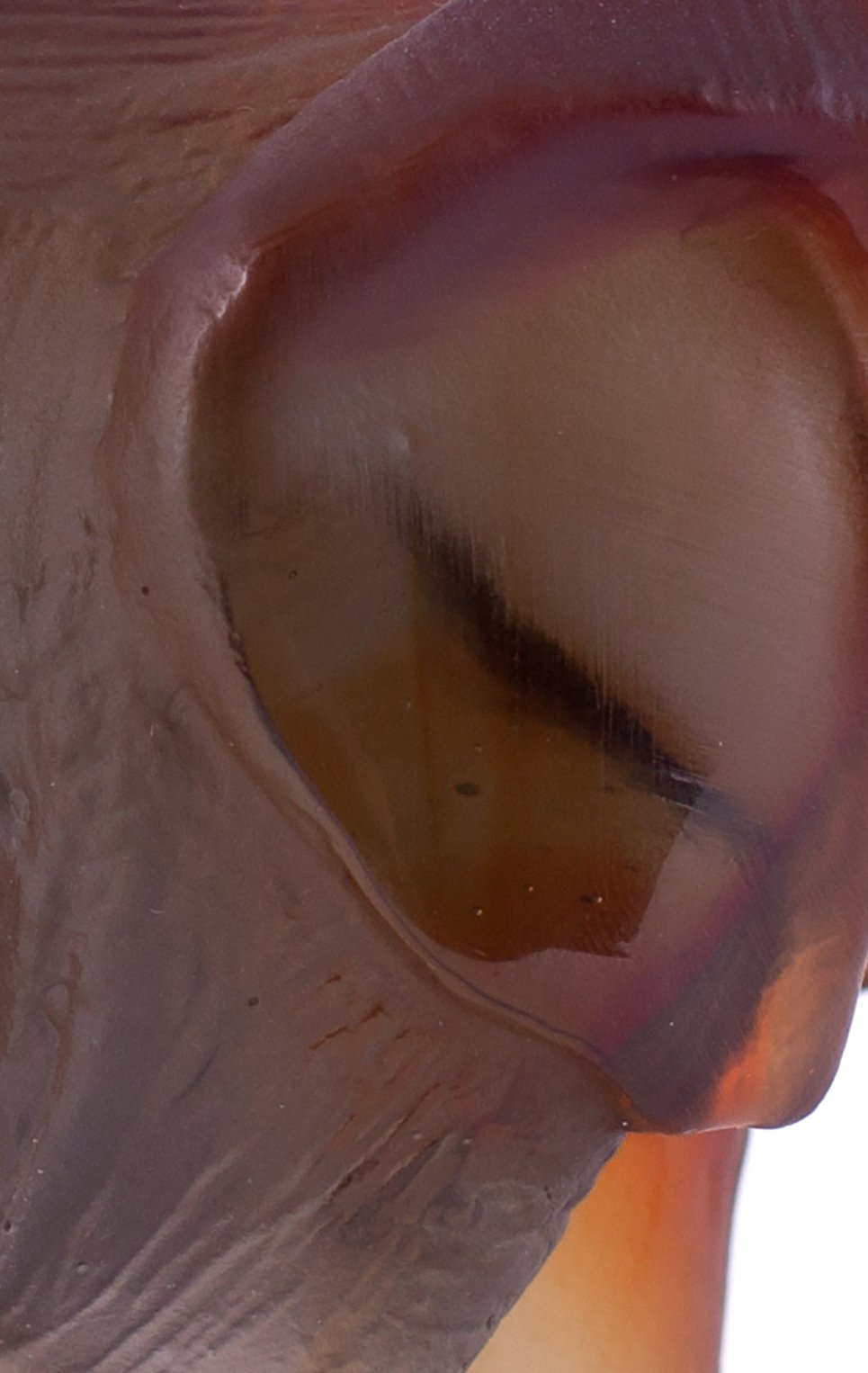 Скульптура elephant DAUM, арт. 03238-1, фото 3