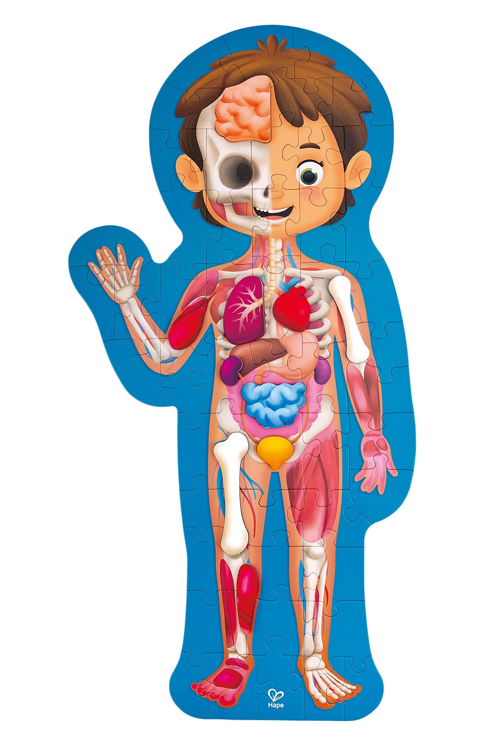 Пазл тело человека HAPE, арт. E1635_HP, фото 2