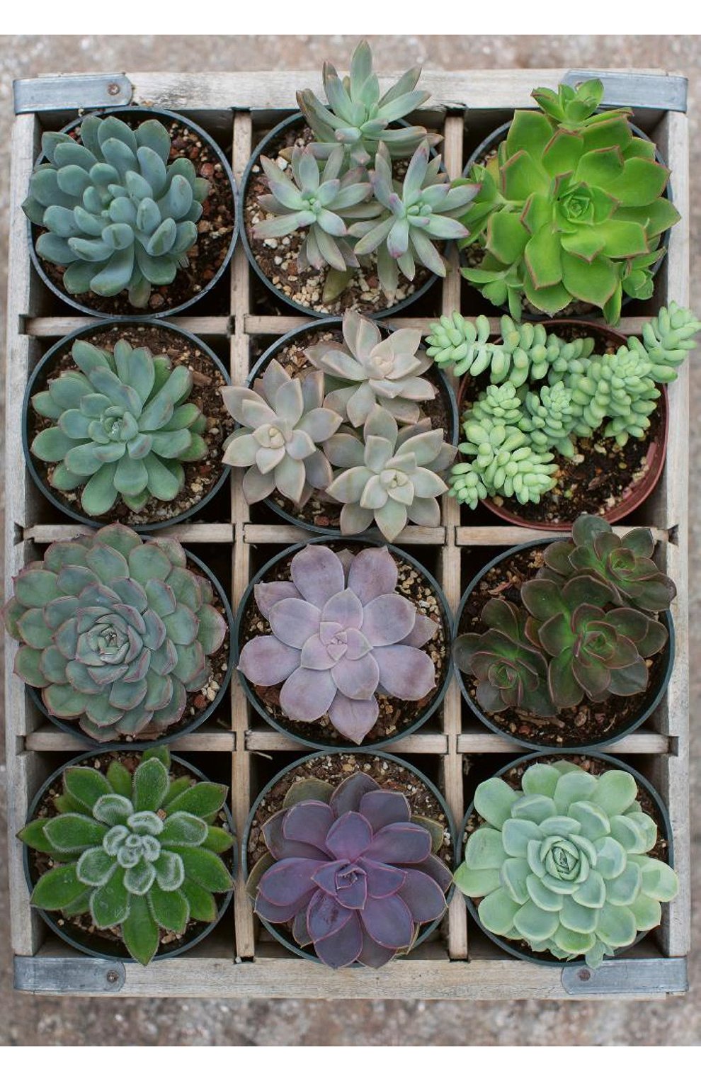 Пазл суккуленты 300 деталей RAVENSBURGER, арт. 12967, фото 1