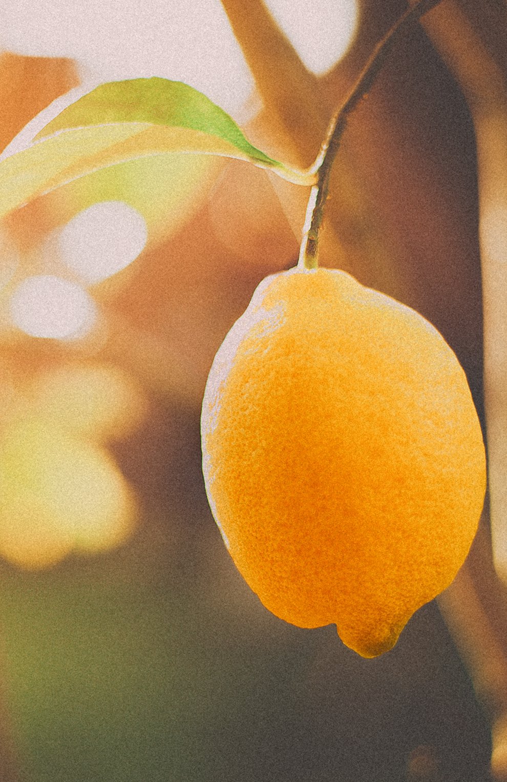 Парфюмерная вода collection magnolia (50ml) RALPH LAUREN, арт. 3605970597207, фото 4