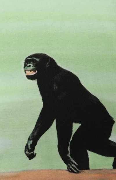 Хлопковая футболка MOSCHINO салатового цвета по цене 17150 руб., арт. HUM057/LAA02/4-8, фото 3 Хлопковая футболка MOSCHINO, арт. HUM057/LAA02/4-8, фото 3