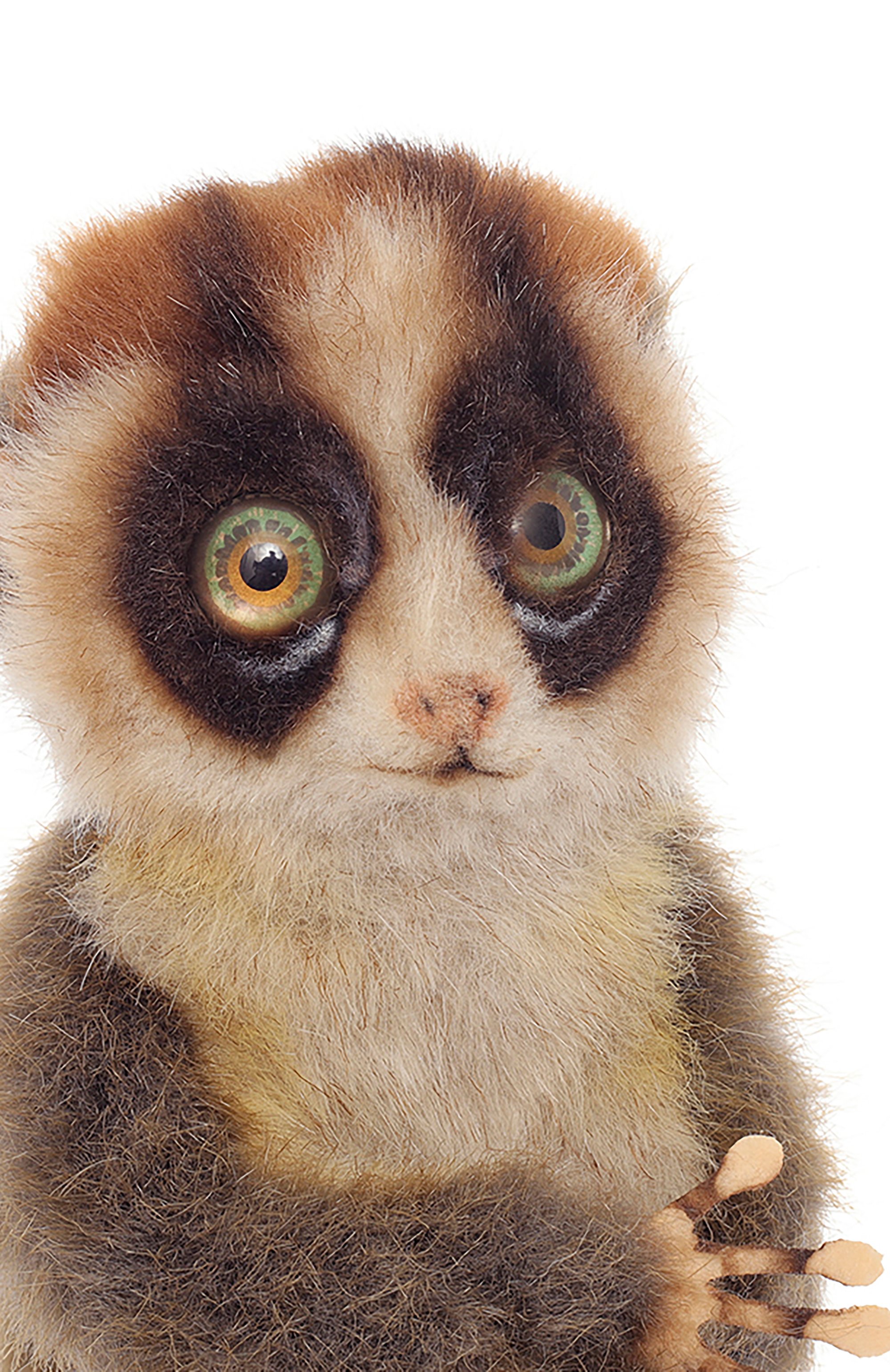 Мягкая игрушка медленный лори HANSA бежевого цвета по цене 4700 руб., арт. 7043, фото 3 Мягкая игрушка медленный лори HANSA, арт. 7043, фото 3