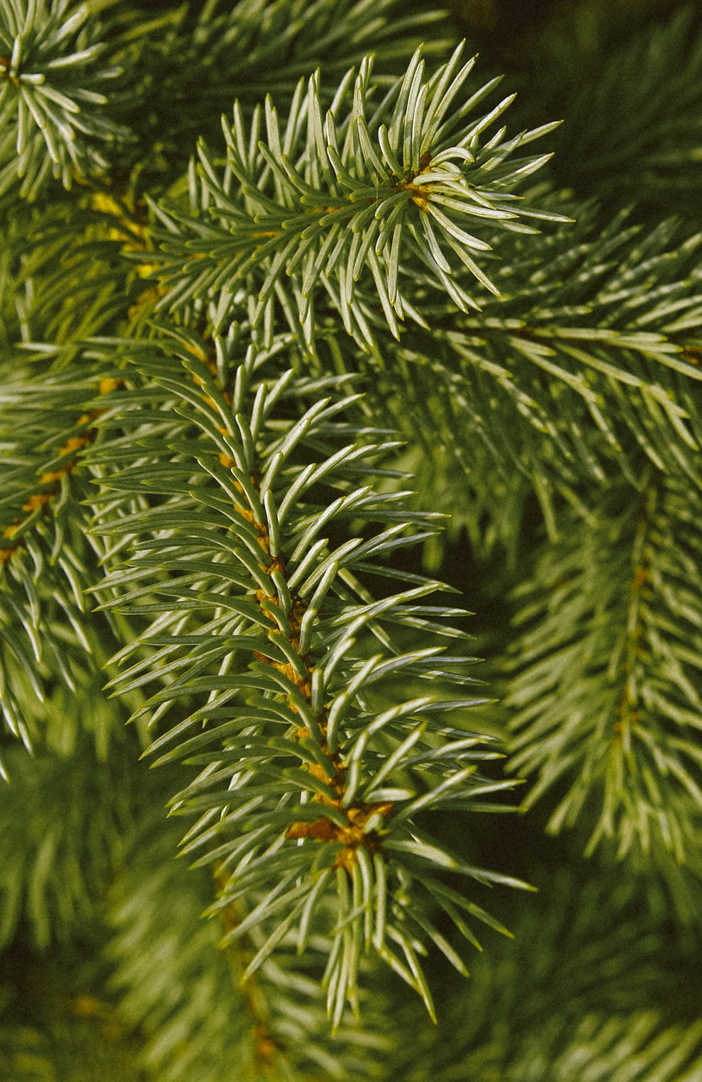 Парфюмерная вода collection sage (100ml) RALPH LAUREN, арт. 3605970596088, фото 5