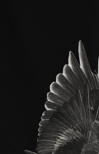 Хлопковые шорты MARCELO BURLON KIDS OF MILAN, арт. B/MB/3200/0021, фото 3