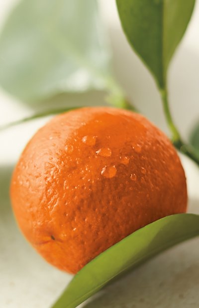 Парфюмерная вода collection orange flower (50ml) RALPH LAUREN, арт. 3605970595920, фото 4