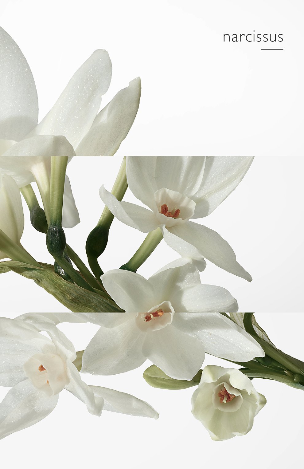 Одеколон eau de narcisse bleu (100ml) HERMÈS, арт. 30570H, фото 5