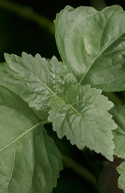 Парфюмерная вода collection magnolia (50ml) RALPH LAUREN, арт. 3605970597207, фото 5