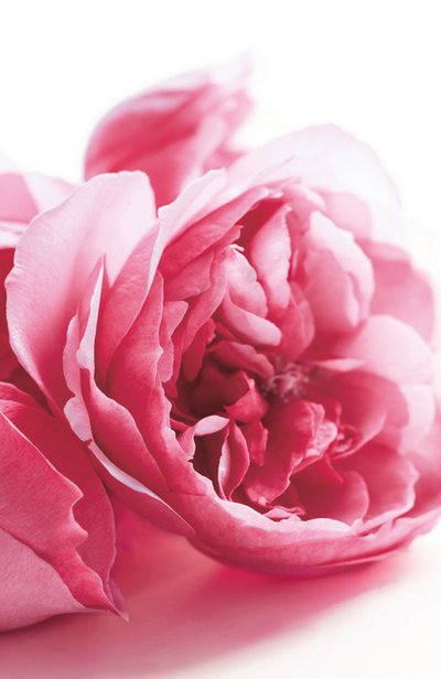 Парфюмерная вода collection rose (50ml) RALPH LAUREN, арт. 3605970597689, фото 3
