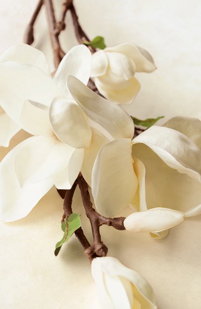 Парфюмерная вода collection magnolia (100ml) RALPH LAUREN, арт. 3605970597160, фото 3