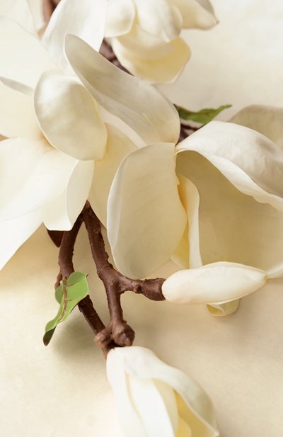 Парфюмерная вода collection magnolia (50ml) RALPH LAUREN, арт. 3605970597207, фото 3