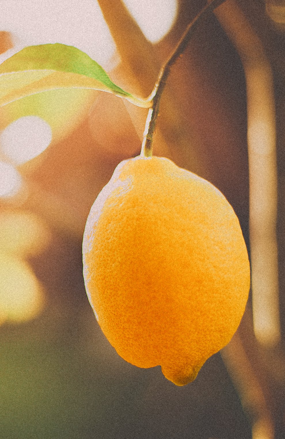 Парфюмерная вода collection magnolia (100ml) RALPH LAUREN, арт. 3605970597160, фото 4