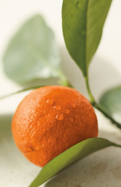 Парфюмерная вода collection orange flower (100ml) RALPH LAUREN, арт. 3605970595883, фото 4