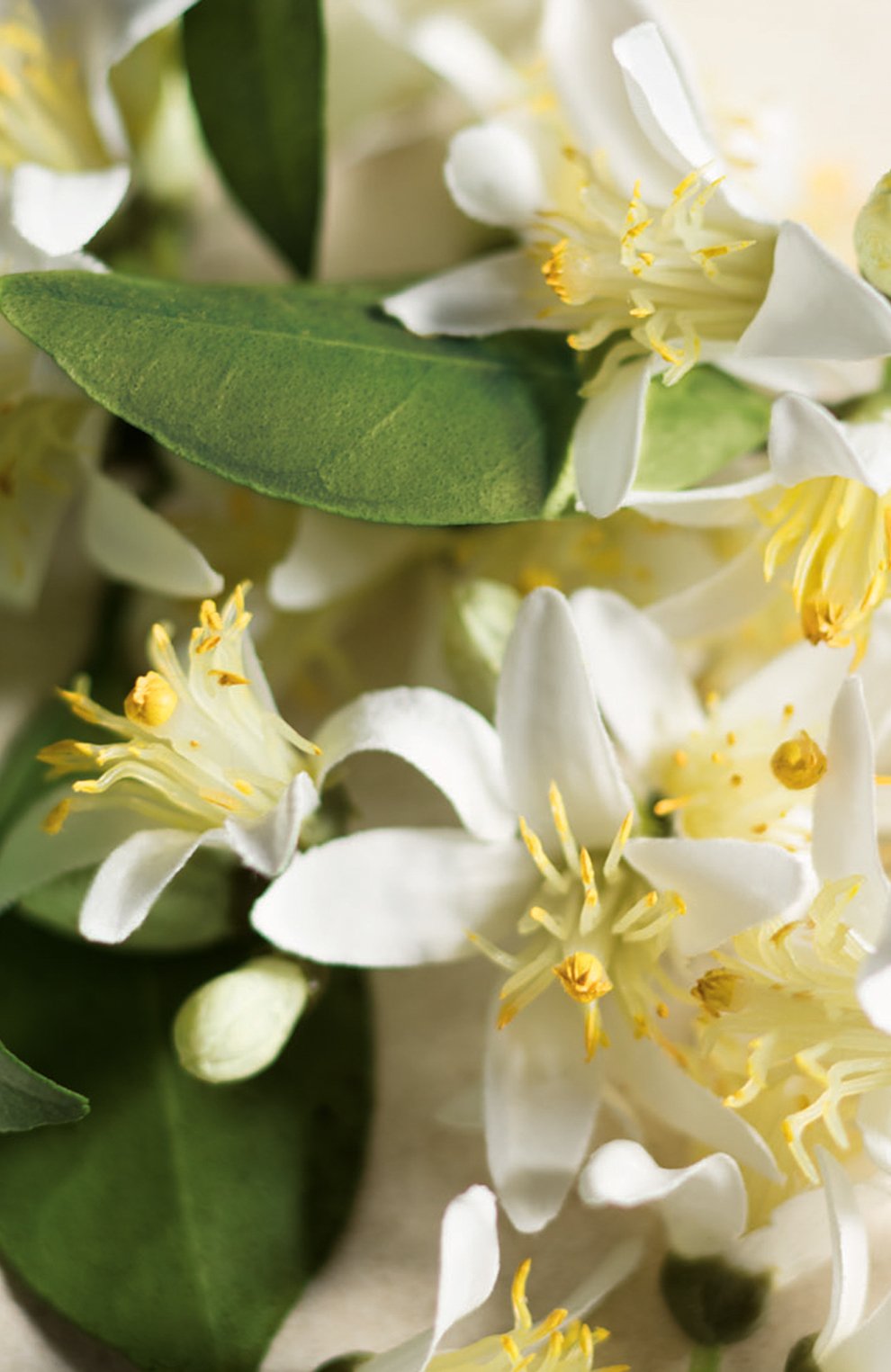 Парфюмерная вода collection orange flower (100ml) RALPH LAUREN, арт. 3605970595883, фото 3