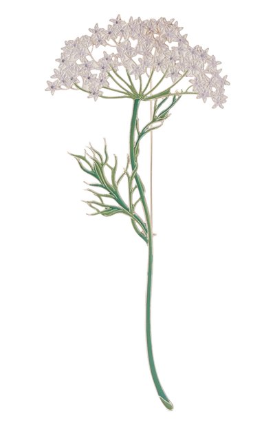 Женская брошь дудник РУССКИЕ САМОЦВЕТЫ, арт. 41501