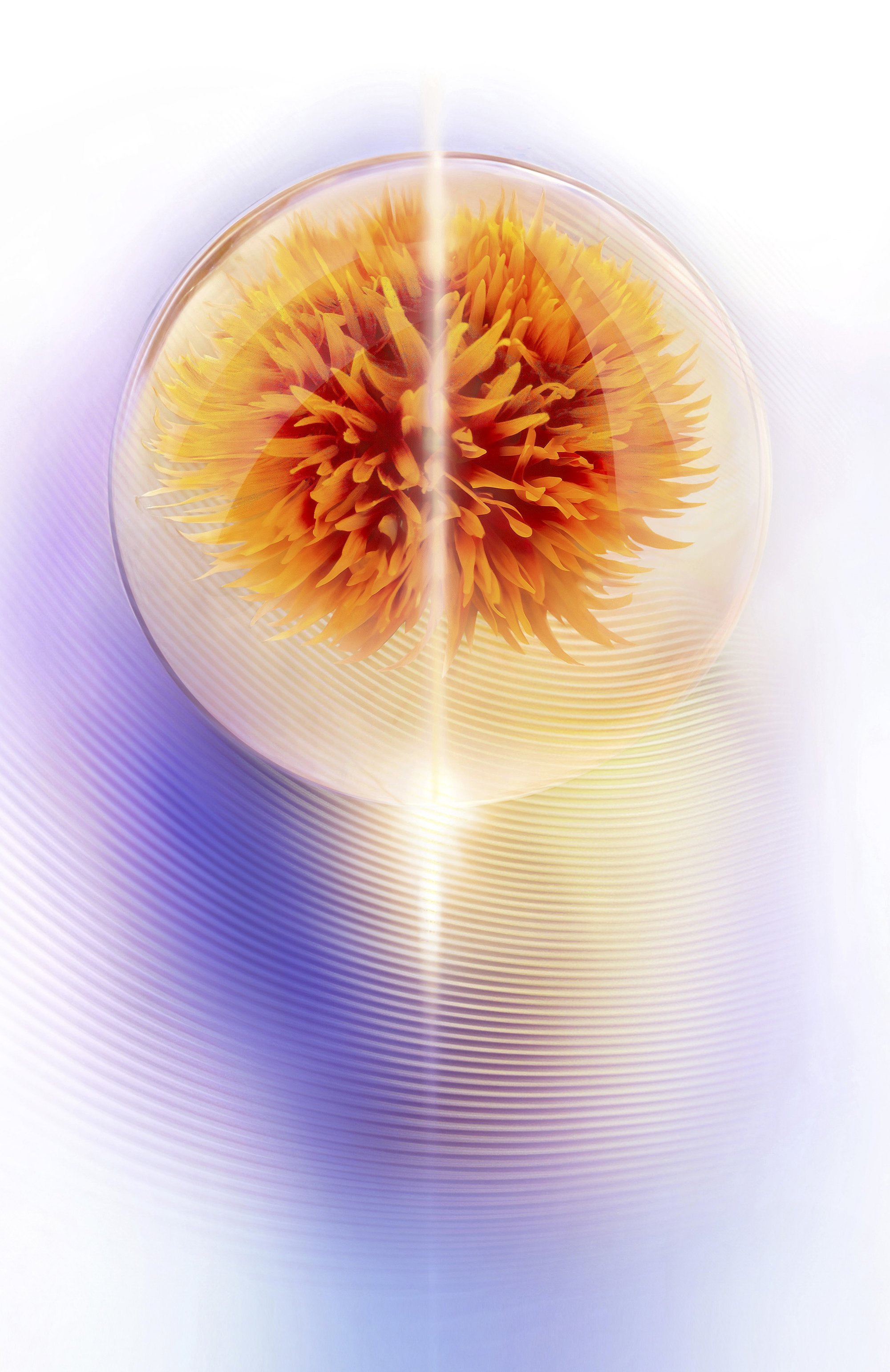 Антивозрастной ночной лифтинг-крем vital perfection (50ml) SHISEIDO, арт. 21028SH, фото 7