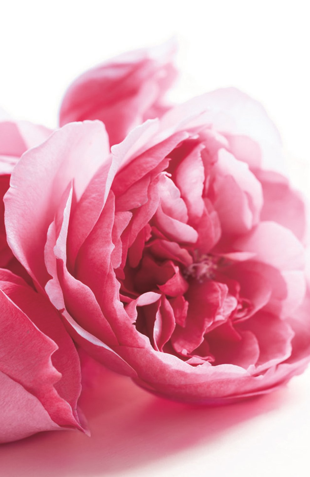 Парфюмерная вода collection rose (50ml) RALPH LAUREN, арт. 3605970597689, фото 3