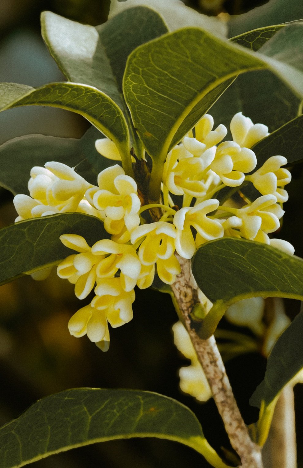 Парфюмерная вода collection white tea (50ml) RALPH LAUREN, арт. 3605970627287, фото 4